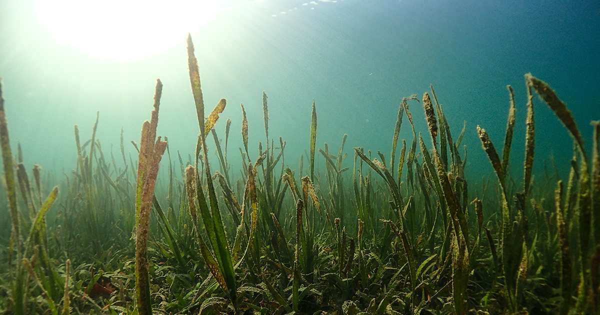 blog seagrass