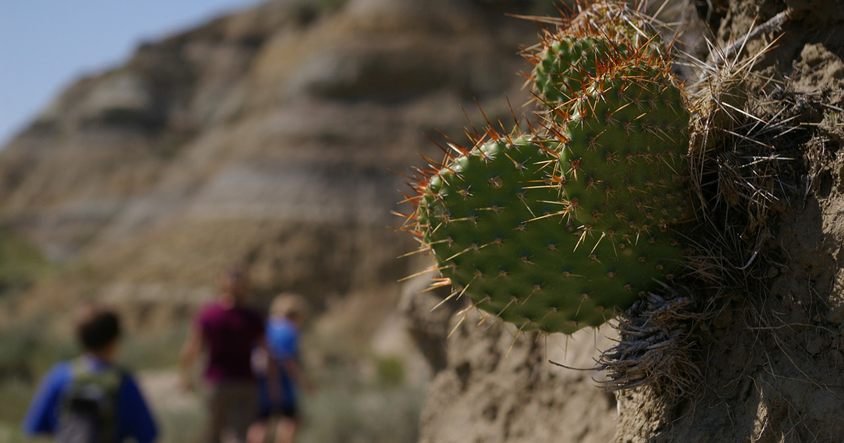 Mexico's New Take on Green Energy: Cactus Power!