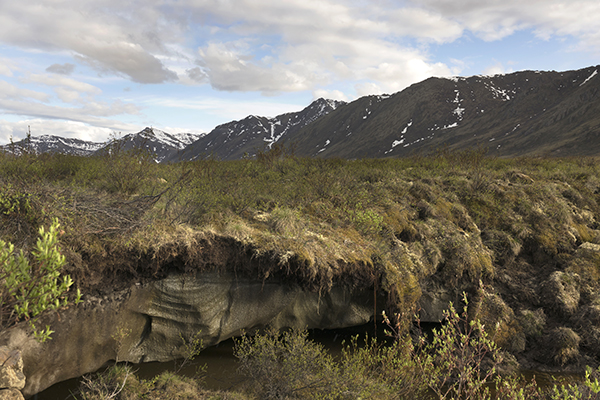 Melting Ice permafrost near Dempster Highway subarctic tundra Tombstone Territorial Park Yukon : Stock Photo