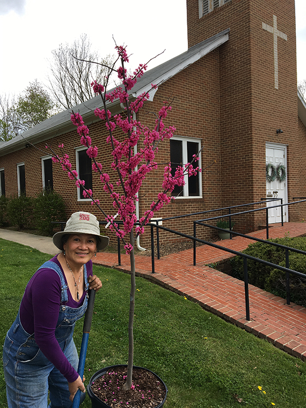 Shenandoah Green gardening