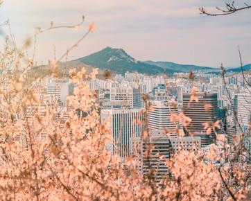 Mountain standing over Seoul, South Korea, with a city scape behind a pink tree