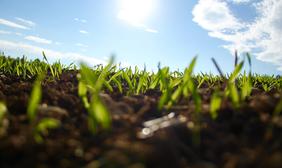 Close up image of grass growing out of soil