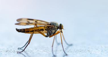 Mosquito