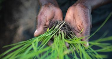 Man Holding Grass