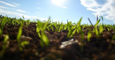 Close up image of grass growing out of soil