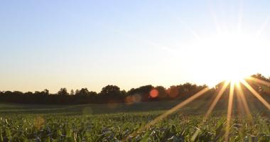 Sun Shining over field