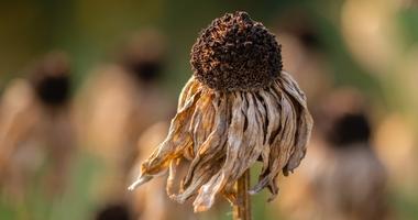 high heat dead sunflower