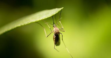 short case study on global warming in india mosquito climate change