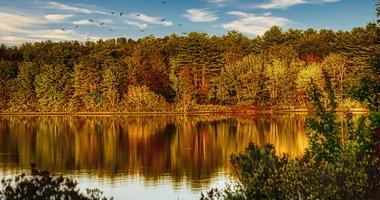 Massachusetts, forest