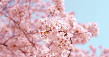 Cherry Blossoms blooming in spring