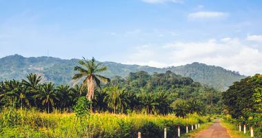 scenic view of west african fields