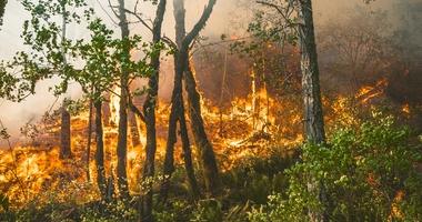 forest fire