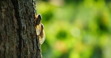 Cicadas on tree