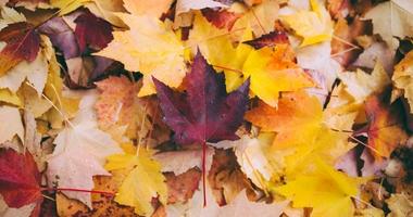 Fall leaves