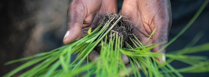 Man Holding Grass
