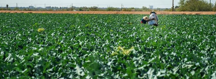 two farmworkers working in a field