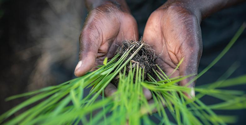 Man Holding Grass