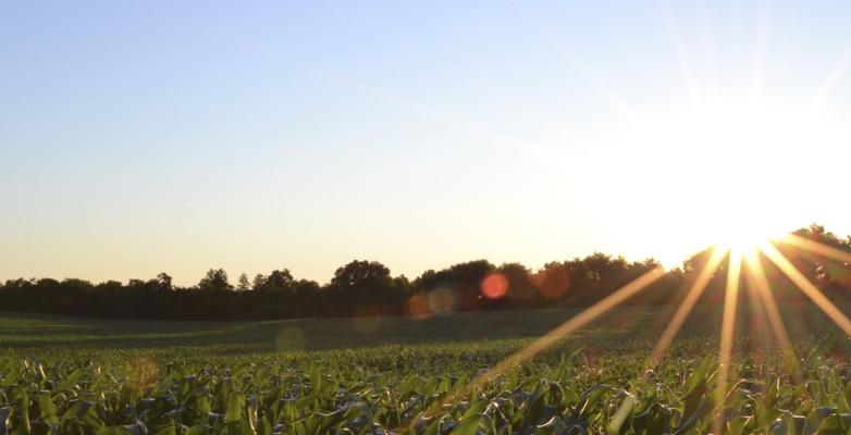 Sun Shining over field