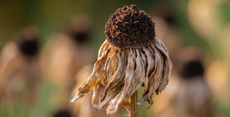 high heat dead sunflower