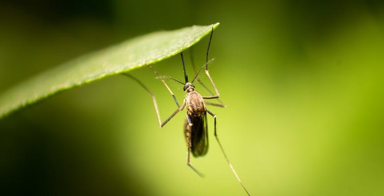 mosquito climate change