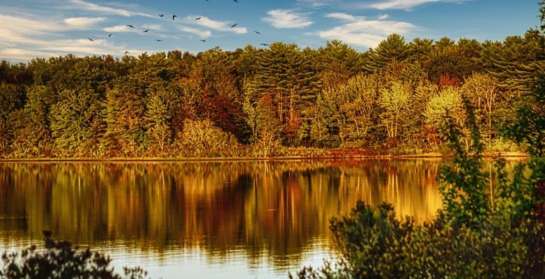 Massachusetts, forest