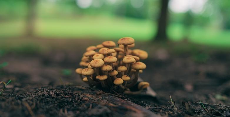 Mushroom Fungus