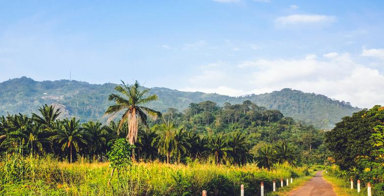 scenic view of west african fields