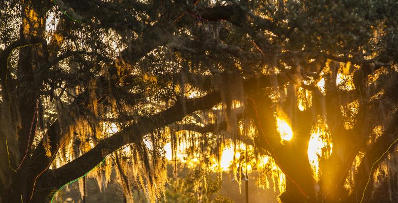 sun through willow trees Louisiana