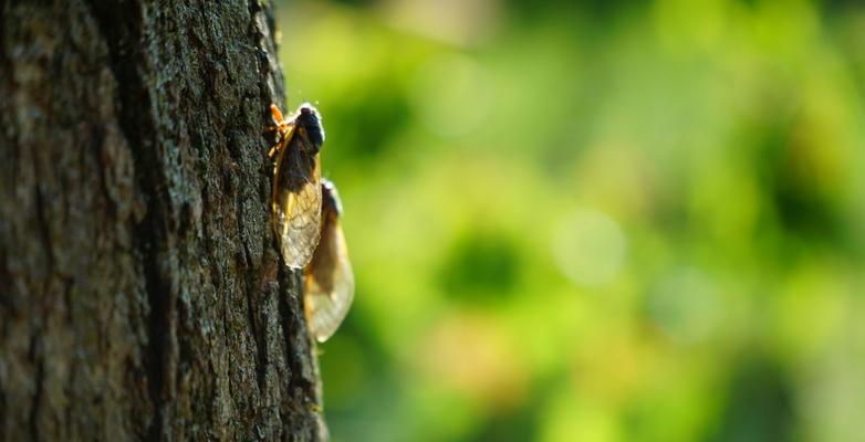 Cicadas on tree