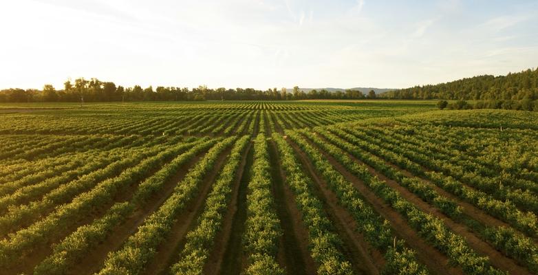 Farm landscape