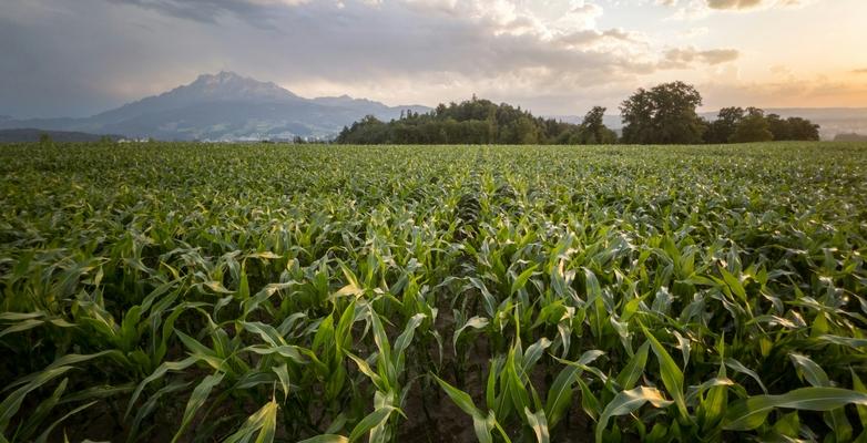 corn in a field