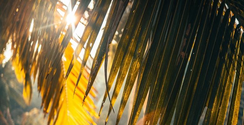 sun shining through palm leaves