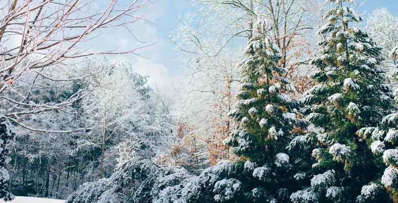Winter in forest