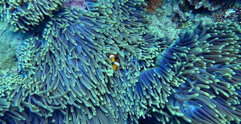 Carbon balance in coral reefs