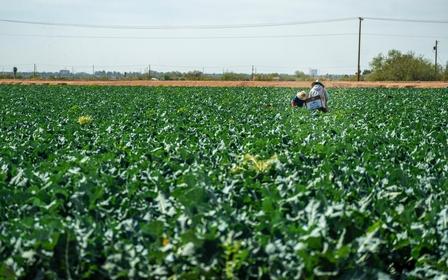 two farmworkers working in a field