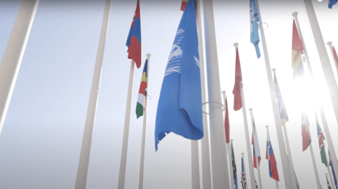 UN flags