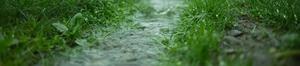 rain, rainfall, flood